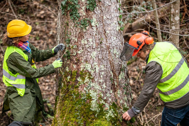 Best Tree Cabling and Bracing  in Hannahs Mill, GA